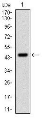 Western Blot: PP1 alpha/PPP1A Antibody (5E9) [NBP2-37531] - Western blot analysis using PPP1CA mAb against human PPP1CA (AA: 174-330) recombinant protein. (Expected MW is 38 kDa)