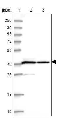 Western Blot PP1 alpha/PPP1A Antibody - BSA Free