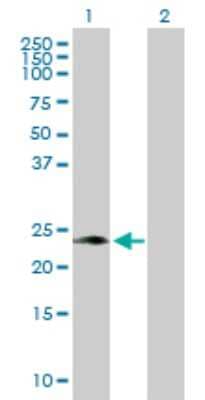 Western Blot: PP14/Glycodelin Antibody [H00005047-D01P] - Analysis of PAEP expression in transfected 293T cell line by PAEP polyclonal antibody.Lane 1: PAEP transfected lysate(20.60 KDa).Lane 2: Non-transfected lysate.