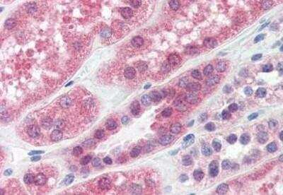 Immunohistochemistry-Paraffin: PP2A alpha Antibody (P6C7) [NBP1-50338] - Analysis of anti-PPP2CA / PP2Ac antibody with human kidney at concentration 15 ug/ml.
