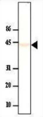 Western Blot: PP2A alpha Antibody (P6C7) [NBP1-50338] - Analysis of anti-PPP2CA / PP2Ac antibody with mouse liver cytosol extract. Arrow indicates PP2CA(~43kDa).