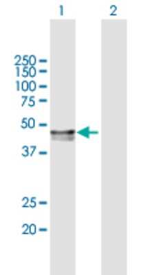 Western Blot: PP2C alpha/PPM1A Antibody [H00005494-B02P] - Analysis of PPM1A expression in transfected 293T cell line by PPM1A polyclonal antibody.  Lane 1: PPM1A transfected lysate(42.40 KDa). Lane 2: Non-transfected lysate.