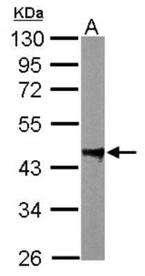 Western Blot: PP2C alpha/PPM1A Antibody [NBP1-32751] - Sample (50 ug of whole cell lysate)  A: mouse brain 10% SDS PAGE  diluted at 1:10000 