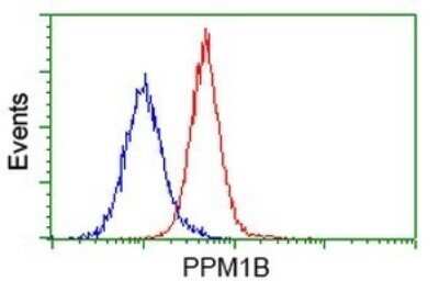 Flow Cytometry: PP2C beta/PPM1B Antibody (OTI3C9) - Azide and BSA Free [NBP2-73548] - Analysis of Hela cells, using PPM1B antibody (Red), compared to a nonspecific negative control antibody (Blue).