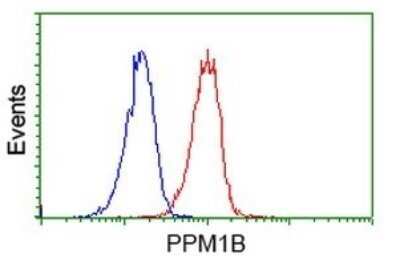 Flow Cytometry: PP2C beta/PPM1B Antibody (OTI3C9) - Azide and BSA Free [NBP2-73548] - Analysis of Jurkat cells, using PPM1B antibody,(Red), compared to a nonspecific negative control antibody (Blue).