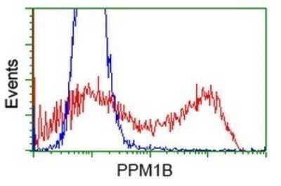 Flow Cytometry: PP2C beta/PPM1B Antibody (OTI3C9) - Azide and BSA Free [NBP2-73548] - Analysis of HEK293T cells transfected with either RC212918 overexpress plasmid(Red) or empty vector control plasmid(Blue) were immunostaining by PPM1B antibody, and then analyzed by flow cytometry.