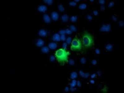 Immunocytochemistry/Immunofluorescence: PP2C beta/PPM1B Antibody (OTI3C9) - Azide and BSA Free [NBP2-73548] - Analysis of COS7 cells transiently transfected by pCMV6-ENTRY PPM1B.