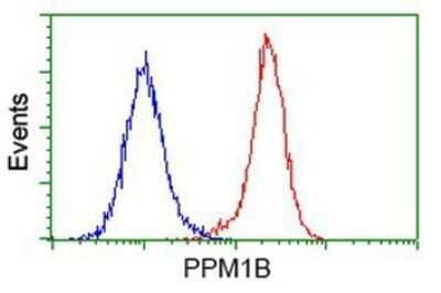 Flow Cytometry: PP2C beta/PPM1B Antibody (OTI3F2) - Azide and BSA Free [NBP2-73547] - Analysis of Hela cells, using anti-PPM1B antibody, (Red), compared to a nonspecific negative control antibody (Blue).