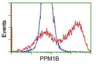 Flow Cytometry: PP2C beta/PPM1B Antibody (OTI3F2) - Azide and BSA Free [NBP2-73547] - HEK293T cells transfected with either overexpression plasmid (Red) or empty vector control plasmid (Blue) were immunostaining by anti-PPM1B antibody, and then analyzed by flow cytometry.