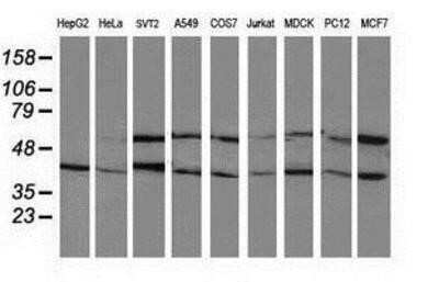 Western Blot: PP2C beta/PPM1B Antibody (OTI3F2) - Azide and BSA Free [NBP2-73547] - Analysis of extracts (35ug) from 9 different cell lines by using anti-PPM1B monoclonal antibody.