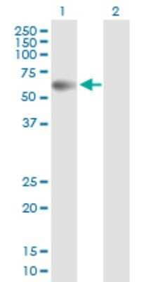 Western Blot: PP2C beta/PPM1B Antibody [H00005495-B01P] - Analysis of PPM1B expression in transfected 293T cell line by PPM1B polyclonal antibody.  Lane 1: PPM1B transfected lysate(52.69 KDa). Lane 2: Non-transfected lysate.