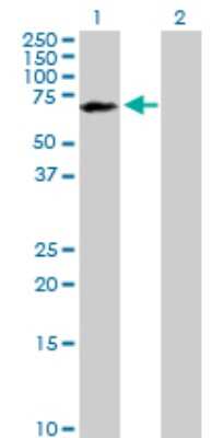 Western Blot: PP2C beta/PPM1B Antibody [H00005495-D01P] - Analysis of PPM1B expression in transfected 293T cell line by PPM1B polyclonal antibody.Lane 1: PPM1B transfected lysate(52.60 KDa).Lane 2: Non-transfected lysate.