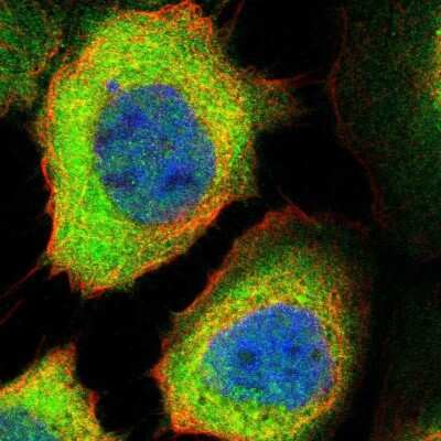 Immunocytochemistry/ Immunofluorescence PP2C epsilon/PPM1L Antibody - BSA Free