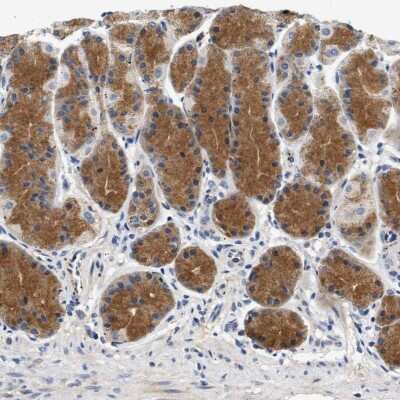Immunohistochemistry-Paraffin: PP2C epsilon/PPM1L Antibody [NBP1-87248] - Staining of human stomach shows moderate cytoplasmic positivity in glandular cells.