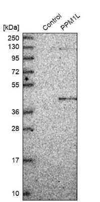 Western Blot PP2C epsilon/PPM1L Antibody - BSA Free