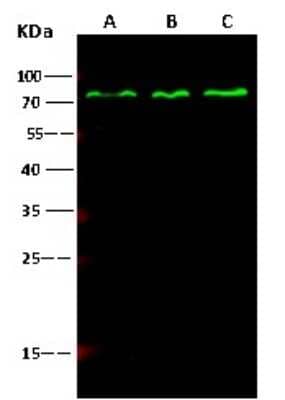 Western Blot: PP2C gamma/PPM1G Antibody (112) [NBP2-89858] - Anti-PP2C gamma/PPM1g rabbit monoclonal antibody at 1:500 dilution. Lane A: Hela  Whole Cell Lysate. Lane B: 293T Whole Cell Lysate. Lane C: Jurkat  Whole Cell Lysate. Lysates/proteins at 30 µg per lane. Secondary: Goat Anti-Rabbit IgG H&L (Dylight800)   at 1/10000 dilution. Developed using the Odyssey technique. Performed under reducing conditions. Predicted band size:59 kDa.