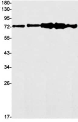 Western Blot: PP2C gamma/PPM1G Antibody (S05-8C4) [NBP3-19743] - Western blot detection of PP2C gamma/PPM1G in K562 (Lane 1), Rat Brain (Lane 2), C6 (Lane 3), 3T3 (Lane 4), Hela (Lane 5) cell lysates using NBP3-19743 (1:1000 diluted). Predicted band size: 59kDa. Observed band size: 75kDa.