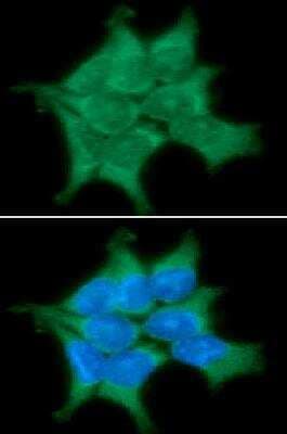 Immunocytochemistry/Immunofluorescence: PP2C gamma/PPM1G Antibody (k1G6) [NBP1-04337] - Analysis in 293T cells line, stained with DAPI (Blue) for nucleus staining and monoclonal anti-human PPM1G antibody (1:100) with goat anti-mouse IgG-Alexa fluor 488 conjugate (Green).