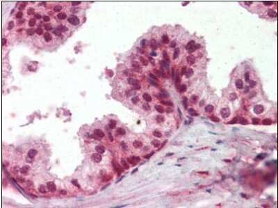 Immunohistochemistry-Paraffin: PP4/PPP4C Antibody [NBP1-50579] - Analysis of anti-PPP4C antibody with human prostate at concentration 2.5 ug/ml.