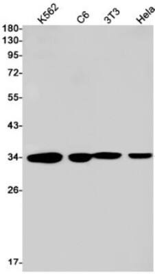 Western Blot: PP4/PPP4C Antibody (S05-4F9) [NBP3-19509] - Western blot detection of PP4/PPP4C in K562, C6, 3T3, Hela cell lysates using NBP3-19509 (1:1000 diluted). Predicted band size: 35kDa. Observed band size: 35kDa.