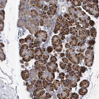 Immunohistochemistry-Paraffin: PP5 Antibody [NBP1-87240] - Staining of human pancreas shows strong cytoplasmic positivity in exocrine glandular cells.