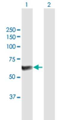 Western Blot: PP5 Antibody [H00005536-B01P] - Analysis of PPP5C expression in transfected 293T cell line by PPP5C polyclonal antibody.  Lane 1: PPP5C transfected lysate(54.89 KDa). Lane 2: Non-transfected lysate.