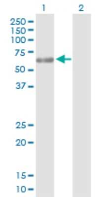 Western Blot: PP5 Antibody [H00005536-D01P] - Analysis of PPP5C expression in transfected 293T cell line by PPP5C polyclonal antibody.Lane 1: PPP5C transfected lysate(56.90 KDa).Lane 2: Non-transfected lysate.