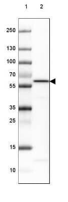 Western Blot: PP5 Antibody [NBP2-38812] - Lane 1: Marker [kDa] 250, 130, 100, 70, 55, 35, 25, 15, 10Lane 2: Human cell line HEK 293