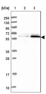 Western Blot: PPAN Antibody [NBP1-88525] - Lane 1: Marker  [kDa] 250, 130, 95, 72, 55, 36, 28, 17, 10.  Lane 2: Human cell line RT-4.  Lane 3: Human cell line U-251MG sp