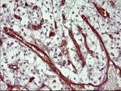 Immunohistochemistry PPAP2A Antibody (OTI1H4)