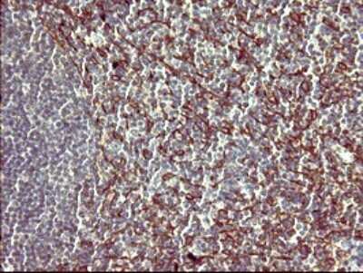 Immunohistochemistry: PPAP2A Antibody (1H4) [NBP2-45378] - Analysis of Human lymph node tissue. (Heat-induced epitope retrieval by 10mM citric buffer, pH6.0, 120C for 3min)