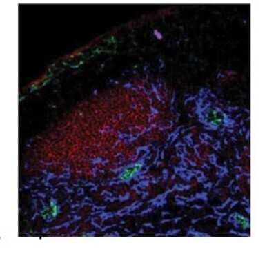 Immunohistochemistry-Paraffin: PPAP2A Antibody [NBP1-59025] - Mouse primary focusing in pLN, 1 mg/ml.  Secondary Dilution: 125 ug/ml