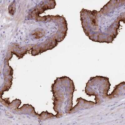 Immunohistochemistry-Paraffin: PPAP2A Antibody [NBP2-32057] - Staining of human prostate shows high expression.