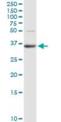 Western Blot: PPAP2A Antibody [H00008611-D01P] - Analysis of PPAP2A expression in K-562.