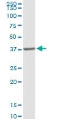 Western Blot: PPAP2A Antibody [H00008611-D01P] - Analysis of PPAP2A expression in human pancreas.