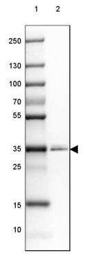 Western Blot: PPAP2A Antibody [NBP2-32057] - Lane 1: Marker [kDa] 250, 130, 100, 70, 55, 35, 25, 15, 10Lane 2: Human Prostate tissue