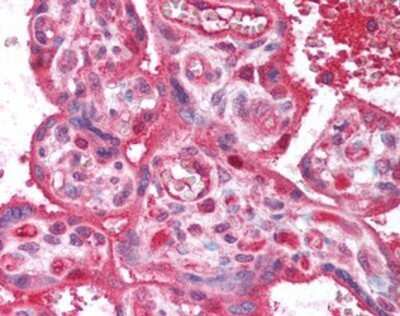 Immunohistochemistry-Paraffin: PPAP2B Antibody [NBP1-02866] - Staining of human placenta. Immunohistochemistry of formalin-fixed, paraffin-embedded tissue after heat-induced antigen retrieval. Antibody concentration 20 ug/ml.