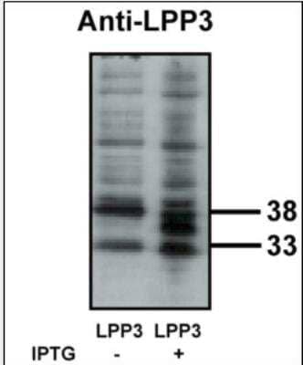 Western Blot: PPAP2B Antibody [NBP1-02866] - Bacterially expressed LPP3 protein when untreated (-) and treated with with 0.1 mM IPTG (iso propyl-beta-D- thiogalactopyranoside) (+) at a dilution of 10 ug/ml.