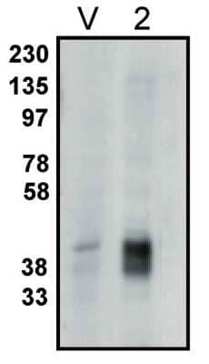 Western Blot: PPAP2C Antibody [NBP3-11903] - Western blot analysis using PPAP2C antibody on vector-controlled HEK-293 cells (V) and HEK-293 cells overexpressing LPP2 protein (2) at 1 ug/ml