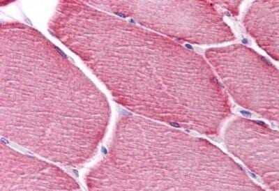 Immunohistochemistry-Paraffin: PPAPDC3 Antibody [NBP1-72140] - Analysis of anti-PPAPDC3 antibody with human skeletal muscle at concentration 5 ug/ml.