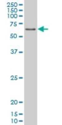 Western Blot: PPAR delta/NR1C2 Antibody (1G4) [H00005467-M03] - Analysis of PPARD expression in K-562 (Cat # L009V1).