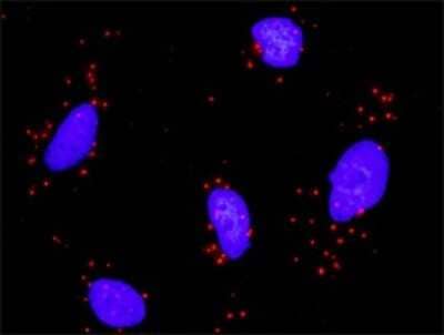 Proximity Ligation Assay: PPAR delta/NR1C2 Antibody (4E3-1B11) [H00005467-M01] - Analysis of protein-protein interactions between HDAC2 and PPARD. HeLa cells were stained with anti-HDAC2 rabbit purified polyclonal 1:1200 and anti-PPARD mouse monoclonal antibody 1:50. Each red dot represents the detection of protein-protein interaction complex, and nuclei were counterstained with DAPI (blue).