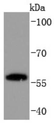 Western Blot: PPAR gamma/NR1C3 Antibody (JF101-4) [NBP2-67073] - Analysis of PPAR gamma on PC-12 cells lysates using anti-PPAR gamma antibody at 1/1,000 dilution.