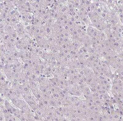 Immunohistochemistry-Paraffin: PPDPFL Antibody [NBP2-31818] - Staining of human liver shows no positivity in hepatocytes as expected.