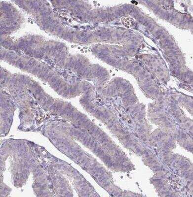 Immunohistochemistry-Paraffin: PPDPFL Antibody [NBP2-31818] - Staining of human fallopian tube shows no positivity in glandular cells as expected.