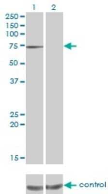 <b>Genetic Strategies Validation. </b>Western Blot: PPEF1 Antibody (1F6-1A5) [H00005475-M01] - Analysis of PPEF1 over-expressed 293 cell line, cotransfected with PPEF1 Validated Chimera RNAi ( Cat # H00005475-R01V ) (Lane 2) or non-transfected control (Lane 1). Blot probed with PPEF1 monoclonal antibody (M01), clone 1F6-1A5 (Cat # H00005475-M01 ). GAPDH ( 36.1 kDa ) used as specificity and loading control.