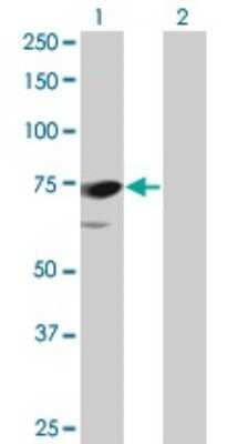 Western Blot: PPEF1 Antibody (1F6-1A5) [H00005475-M01] - Analysis of PPEF1 expression in transfected 293T cell line by PPEF1 monoclonal antibody (M01), clone 1F6-1A5.Lane 1: PPEF1 transfected lysate(75.8 KDa).Lane 2: Non-transfected lysate.