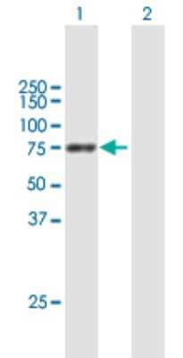 Western Blot: PPEF1 Antibody [H00005475-B01P] - Analysis of PPEF1 expression in transfected 293T cell line by PPEF1 polyclonal antibody.  Lane 1: PPEF1 transfected lysate(71.83 KDa). Lane 2: Non-transfected lysate.