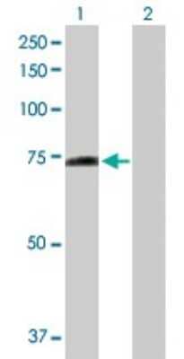 Western Blot: PPEF1 Antibody [H00005475-D01P] - Analysis of PPEF1 expression in transfected 293T cell line by PPEF1 polyclonal antibody.Lane 1: PPEF1 transfected lysate(75.80 KDa).Lane 2: Non-transfected lysate.