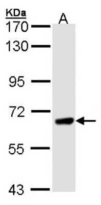 Western Blot: PPEF1 Antibody [NBP1-32103] - Sample (30 ug of whole cell lysate) A: H1299 7. 5% SDS PAGE diluted at 1:1000.